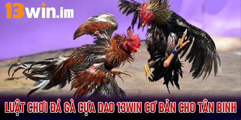 Luật chơi đá gà cựa dao 13win cơ bản cho tân binh