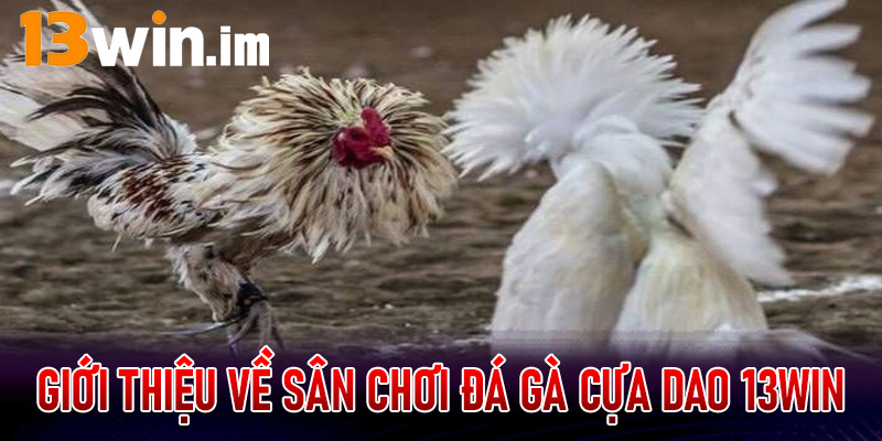 Giới thiệu về sân chơi đá gà cựa dao 13win siêu hấp dẫn